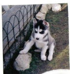 Dream - Husky Sibérien (1 an)