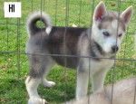 pinki - Husky Sibérien Mâle (5 mois)