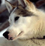 alaska - Husky Sibérien (16 ans)