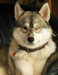 Odin - Husky Sibérien Mâle (2 ans)