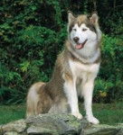 siam - Husky Sibérien Mâle (1 an)