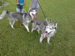 Yumi and Donallie - Husky Sibérien Mâle