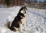 King - Husky Sibérien (3 ans)