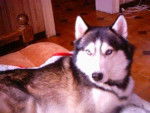 Loulou - Husky Sibérien Mâle (4 ans)