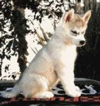 kita - Husky Sibérien (3 mois)