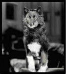 Balto - Husky Sibérien Mâle (Autre)