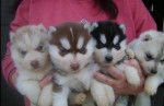 cachorros - Husky Sibérien (2 mois)