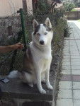 lassy - Husky Sibérien (4 ans)