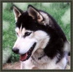 HUSKY - Husky Sibérien Mâle (2 ans)