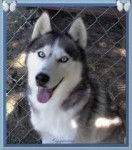 HUSKY - Husky Sibérien Mâle (2 ans)