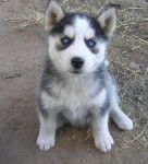 rain - Husky Sibérien (7 mois)