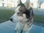 Junior - Husky Sibérien Mâle (11 ans)