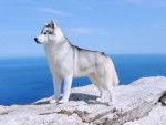 Ookami :3 - Husky Sibérien