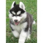 Husky - Husky Sibérien Mâle (5 mois)