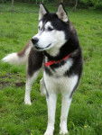Jojo - Husky Sibérien Mâle (2 ans)