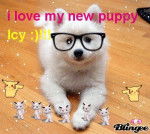 Icy - Husky Sibérien Mâle (5 mois)