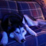 Echo - Husky Sibérien (4 ans)