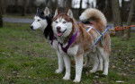 Num et Nina - Husky Sibérien (7 ans)