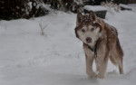 Num… - Husky Sibérien Mâle (12 ans)