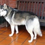 zazú - Husky Sibérien Mâle (3 ans)