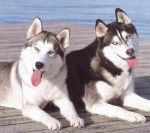 Nana y su novio - Husky Sibérien (1 an)