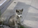 Alka - Husky Sibérien (2 mois)