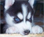 Demon - Husky Sibérien Mâle (4 mois)