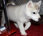 Gina - Husky Sibérien (1 an)