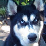 jamond - Husky Sibérien Mâle (2 ans)