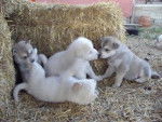 Süße Huskybabys - Husky Sibérien