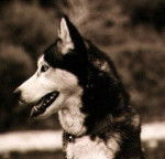 Bar'in - Husky Sibérien Mâle (10 ans)