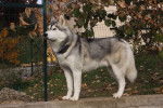 Chayton (Yatho Yuma) - Husky Sibérien Mâle (2 mois)