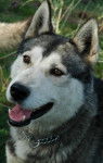 Baltik - Husky Sibérien Mâle (4 ans)