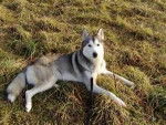 Boy - Husky Sibérien Mâle (5 ans)