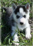 kyra - Husky Sibérien (1 an)