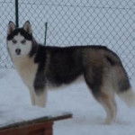 Phobos - Husky Sibérien Mâle (3 ans)