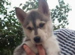Pixel - Husky Sibérien Mâle (5 mois)