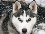 ew - Husky Sibérien Mâle (1 an)