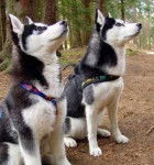ORLANDO ET DONALD - Husky Sibérien Mâle (2 ans)