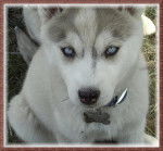 BLUES - Husky Sibérien Mâle (8 mois)