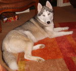 miya - Husky Sibérien (12 ans)