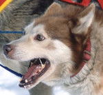 dina - Husky Sibérien (7 mois)