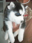 husky - Husky Sibérien Mâle