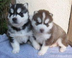 cachorros husky - Husky Sibérien