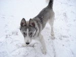 eclair - Husky Sibérien Mâle (5 mois)
