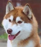 Lobo - Husky Sibérien Mâle (1 an)