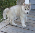 Billy - Husky Sibérien (10 mois)