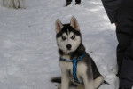 Aska - Husky Sibérien