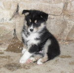Ellboy - Husky Sibérien Mâle (3 mois)