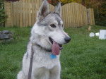Mika - Husky Sibérien (3 ans)